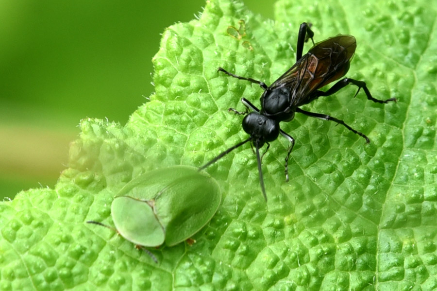 Chrysomelidae: Cassida viridis con Imenottero al seguito.