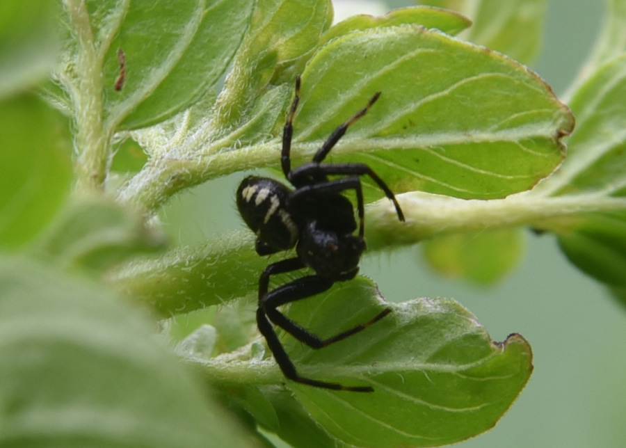 Synema globosum, maschio - Robilante (CN)