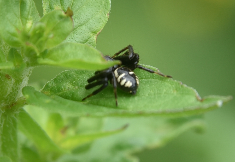 Synema globosum, maschio - Robilante (CN)