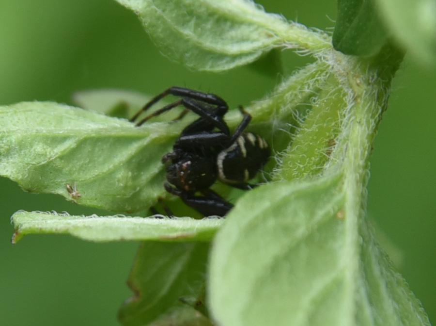 Synema globosum, maschio - Robilante (CN)