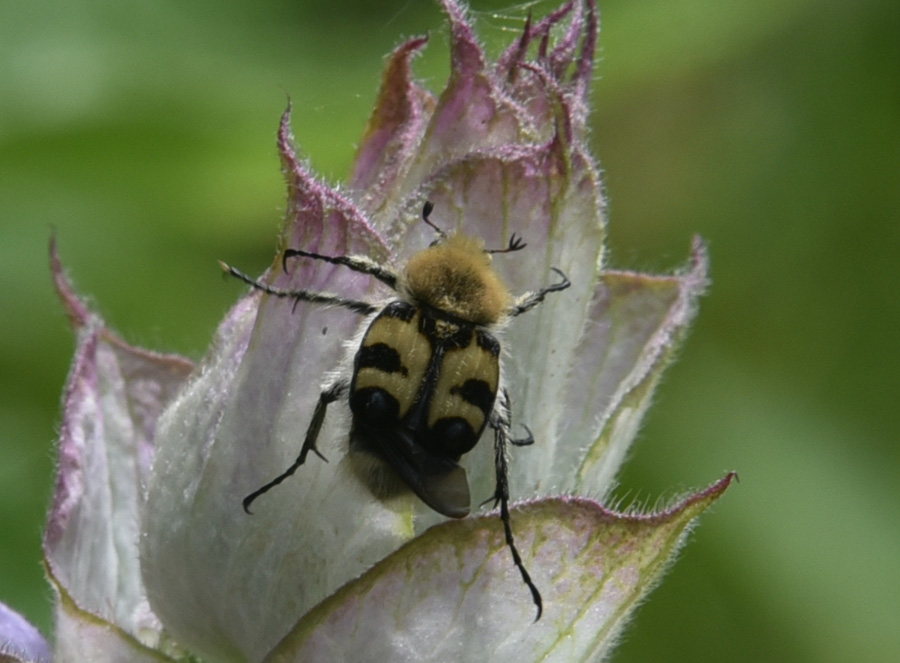 Trichius fasciatus (Cetoniidae)