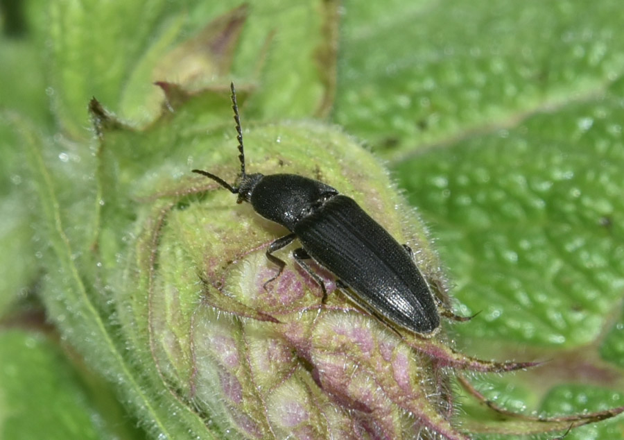 Elateridae: Melanotus sp.