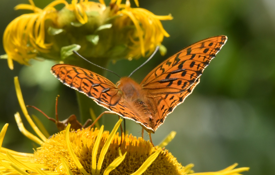 Argynnis (Fabriciana) adippe, maschio