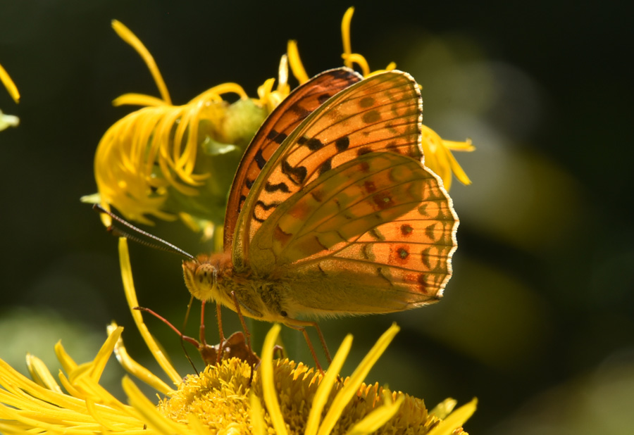 Argynnis (Fabriciana) adippe, maschio