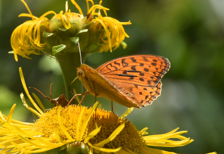 Argynnis (Fabriciana) adippe, maschio