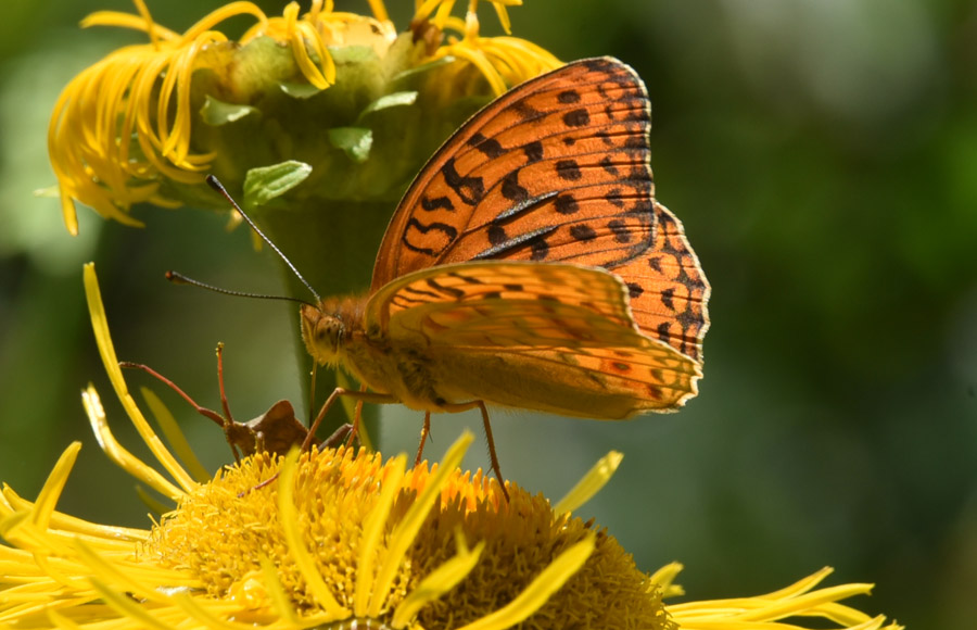 Argynnis (Fabriciana) adippe, maschio