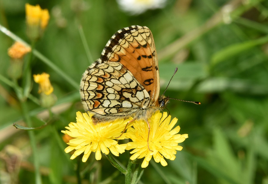 Melitaea athalia ?  No, Melitaea celadussa