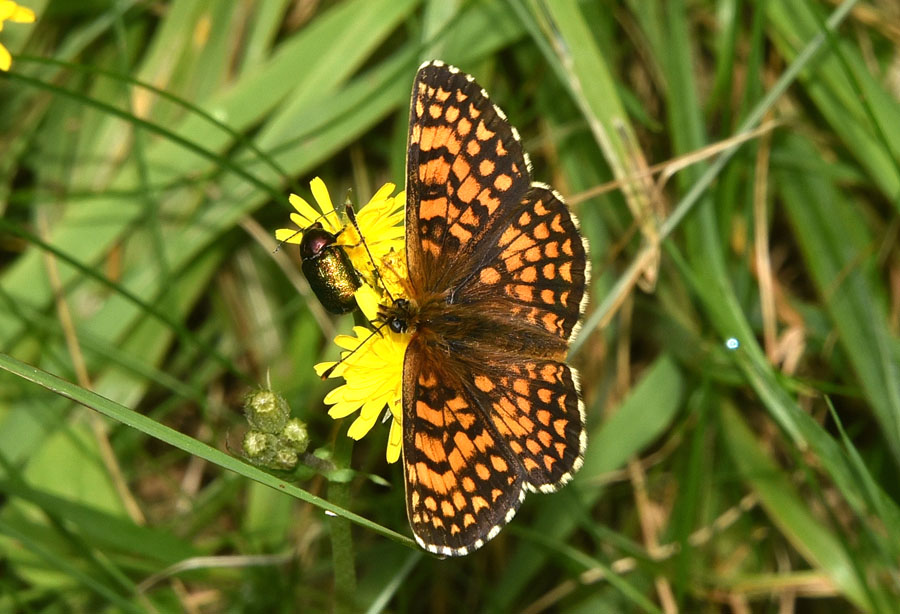 Melitaea athalia ?  No, Melitaea celadussa