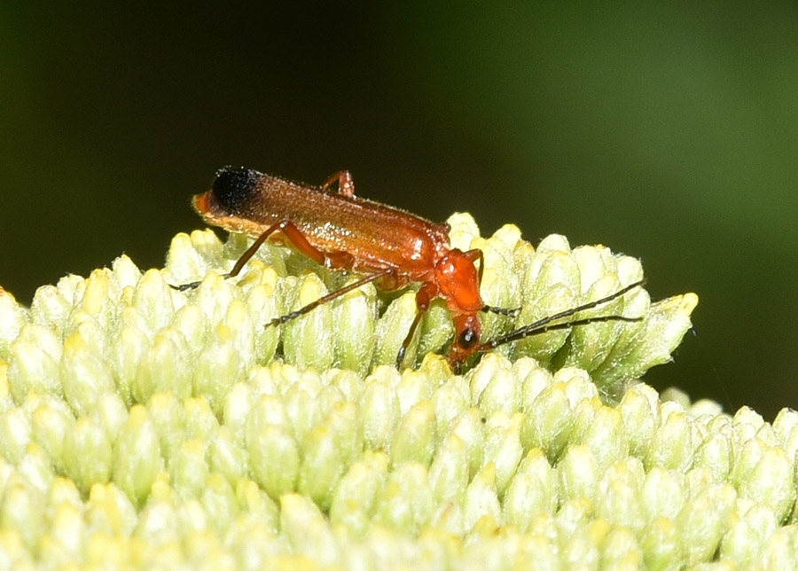 Cantharidae: Rhagonycha fulva