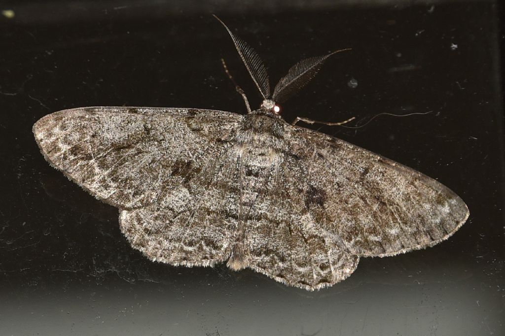 Falena da identificare: Peribatodes rhomboidaria - Geometridae