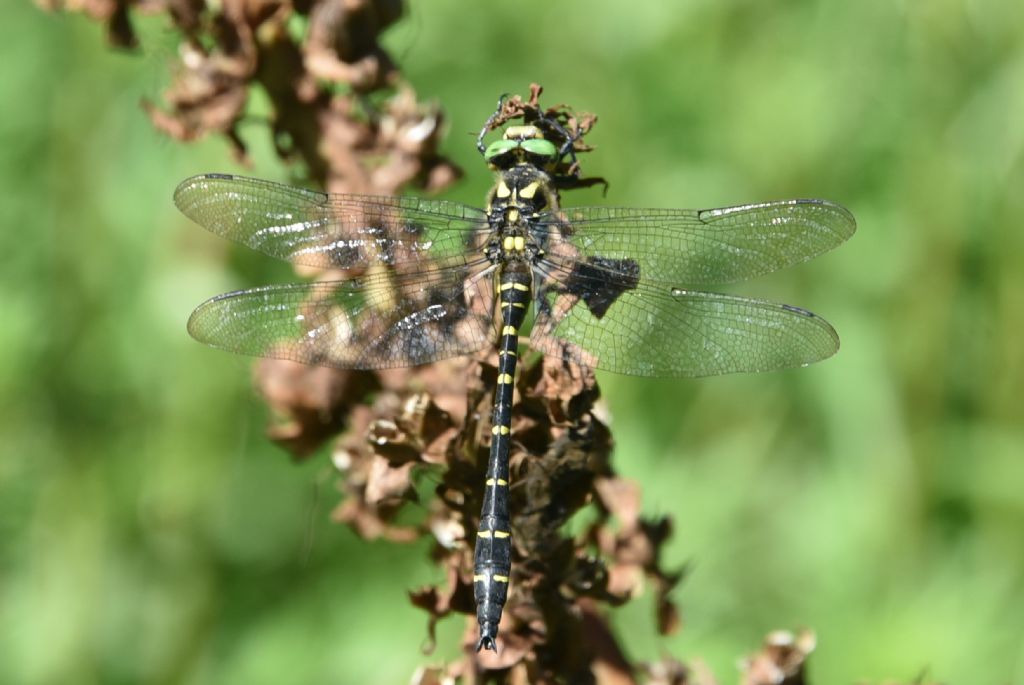 libellula da ID: Cordulegaster boltonii