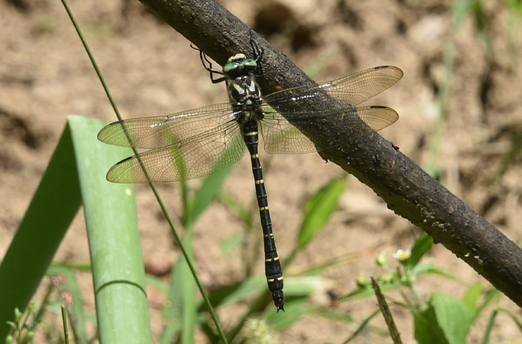 libellula da ID: Cordulegaster boltonii