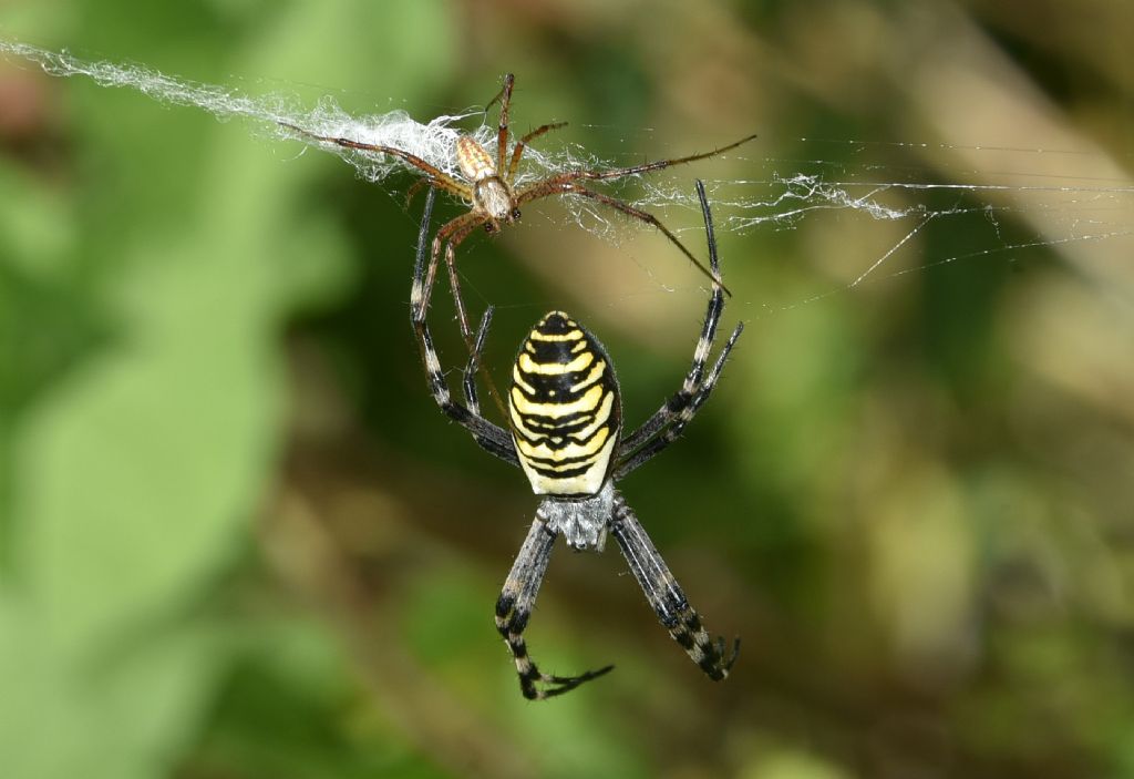 Argiope bruennichi (femmina, exuvia e maschio cannibalizzato) - Robilante (CN)