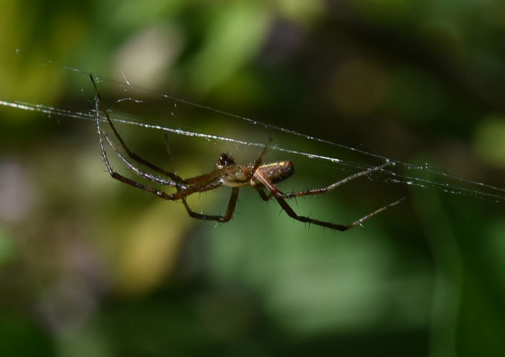 Argiope bruennichi (femmina, exuvia e maschio cannibalizzato) - Robilante (CN)