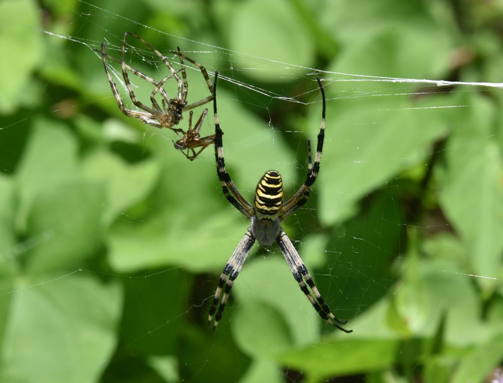 Argiope bruennichi (femmina, exuvia e maschio cannibalizzato) - Robilante (CN)