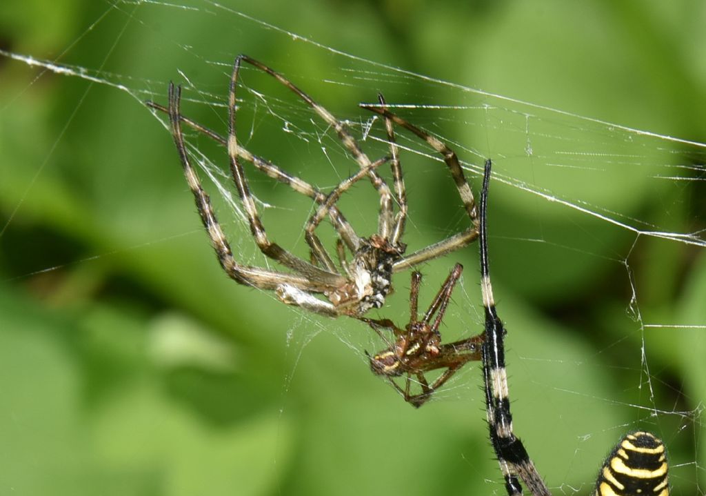 Argiope bruennichi (femmina, exuvia e maschio cannibalizzato) - Robilante (CN)