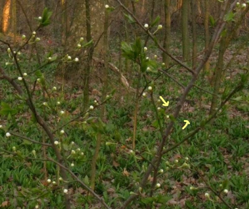 Prunus spinosa?