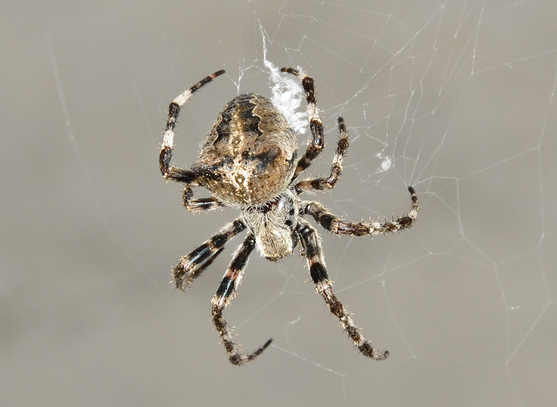 Araneus angulatus - Robilante (CN)