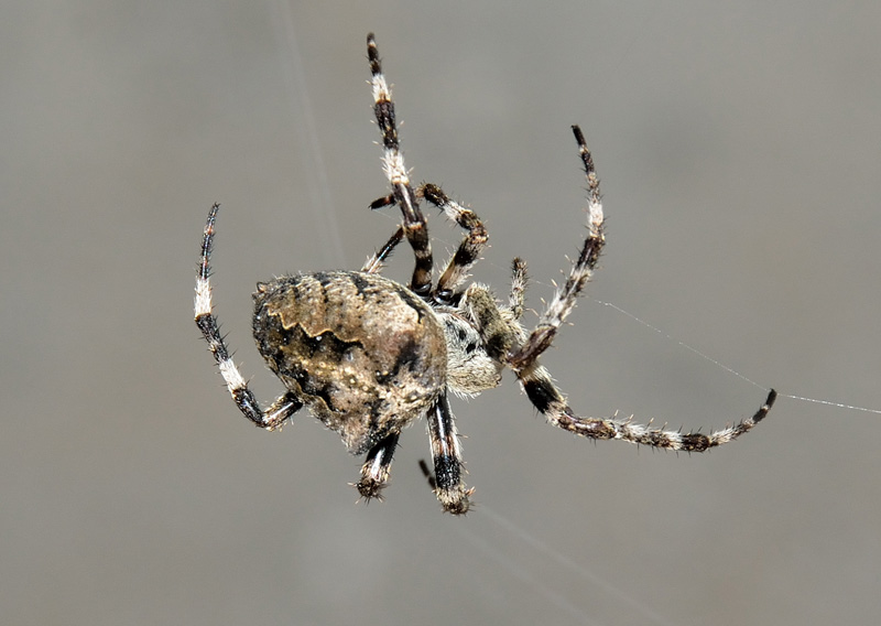 Araneus angulatus - Robilante (CN)