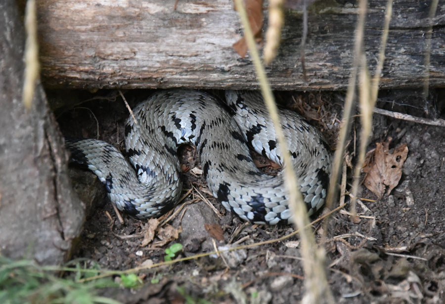 Natrix natrix Linnaeus, 1758