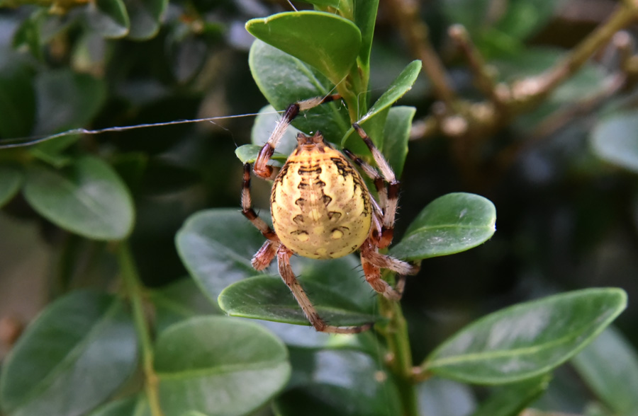 Araneidae: Araneus marmoreus  - Robilante (CN)