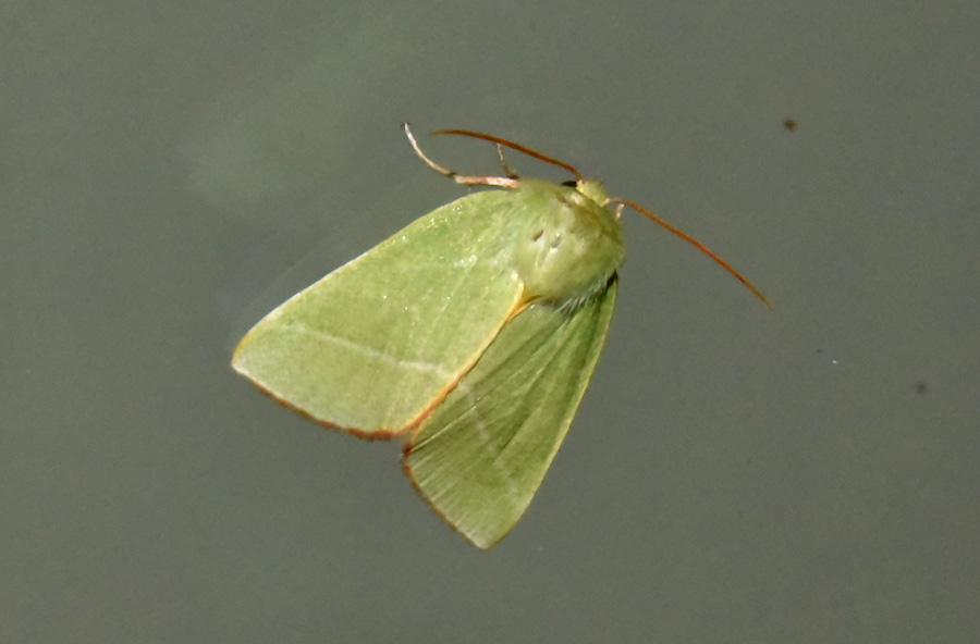 farfalla da ID - Bena bicolorana, Nolidae