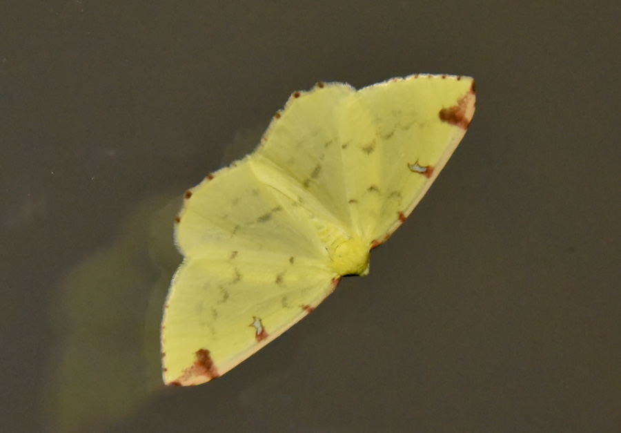 Farfalla da ID - Opisthograptis luteolata, Geometridae