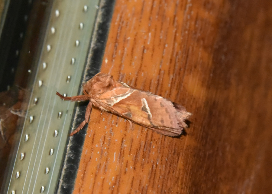 Farfalla da ID - Triodia sylvina, Hepialidae