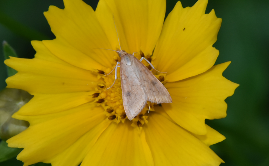 Farfalla da ID - Udea ferrugalis, Crambidae