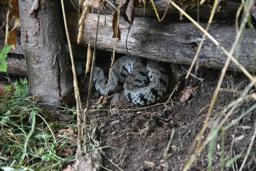 Natrix natrix Linnaeus, 1758