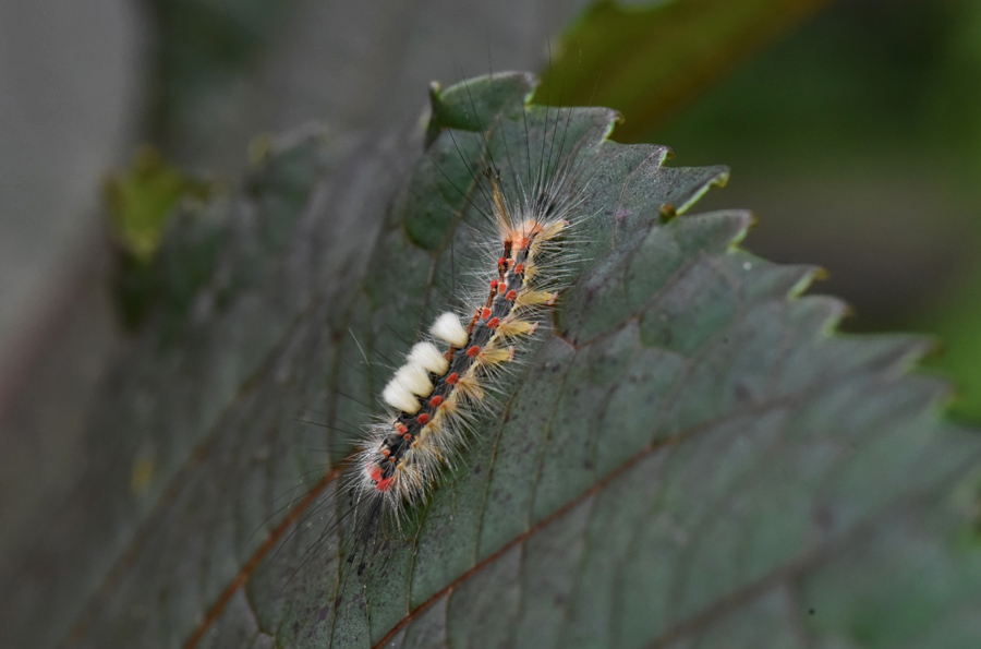 Bruco da ID - Orgyia (Orgyia) antiqua