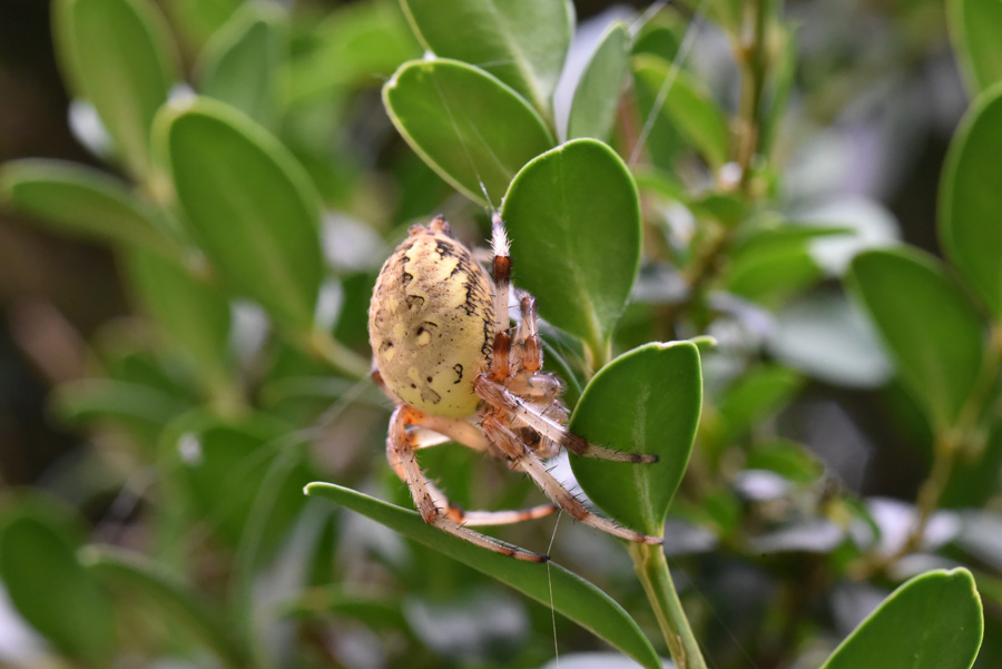 Araneidae: Araneus marmoreus  - Robilante (CN)