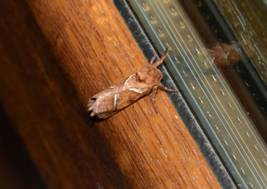 Farfalla da ID - Triodia sylvina, Hepialidae