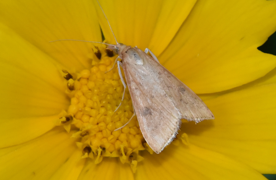 Farfalla da ID - Udea ferrugalis, Crambidae