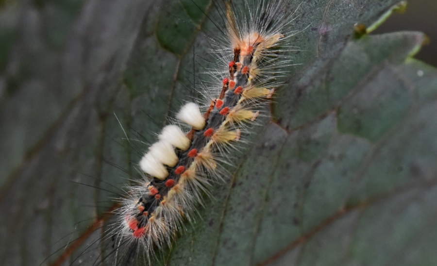 Bruco da ID - Orgyia (Orgyia) antiqua