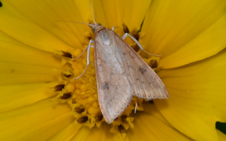 Farfalla da ID - Udea ferrugalis, Crambidae