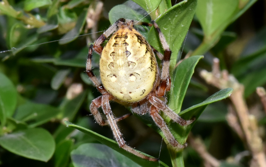 Araneidae: Araneus marmoreus  - Robilante (CN)