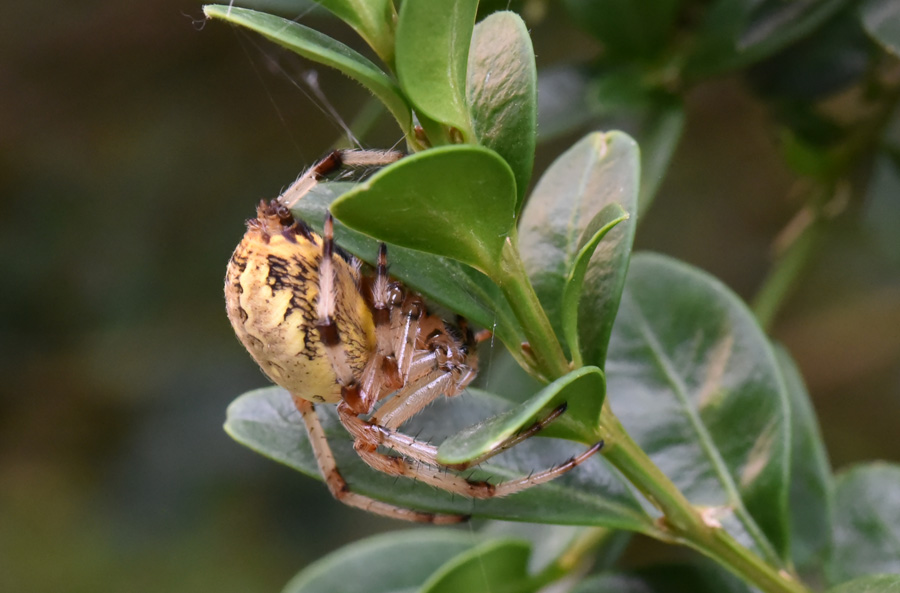 Araneidae: Araneus marmoreus  - Robilante (CN)