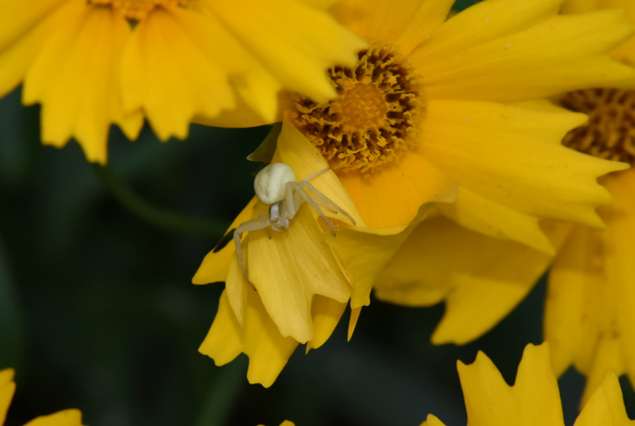 Farfalla da ID - Udea ferrugalis, Crambidae