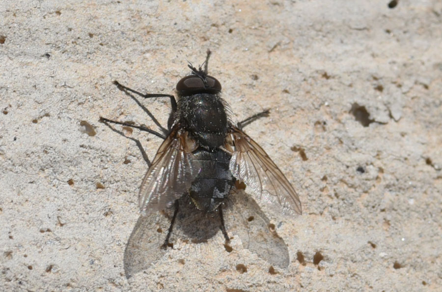 maschio di Pollenia sp. (Calliphoridae)