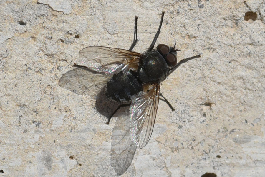 maschio di Pollenia sp. (Calliphoridae)