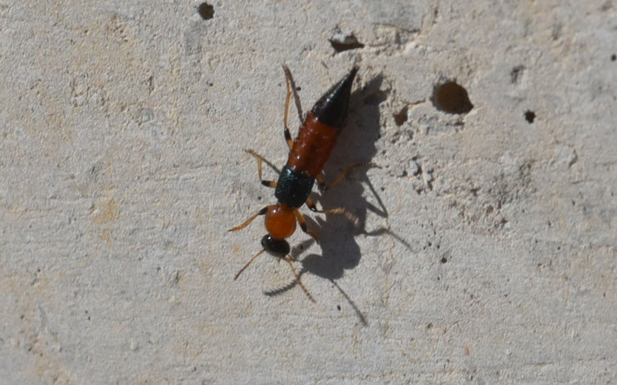 Staphylinidae:    Paederus sp.