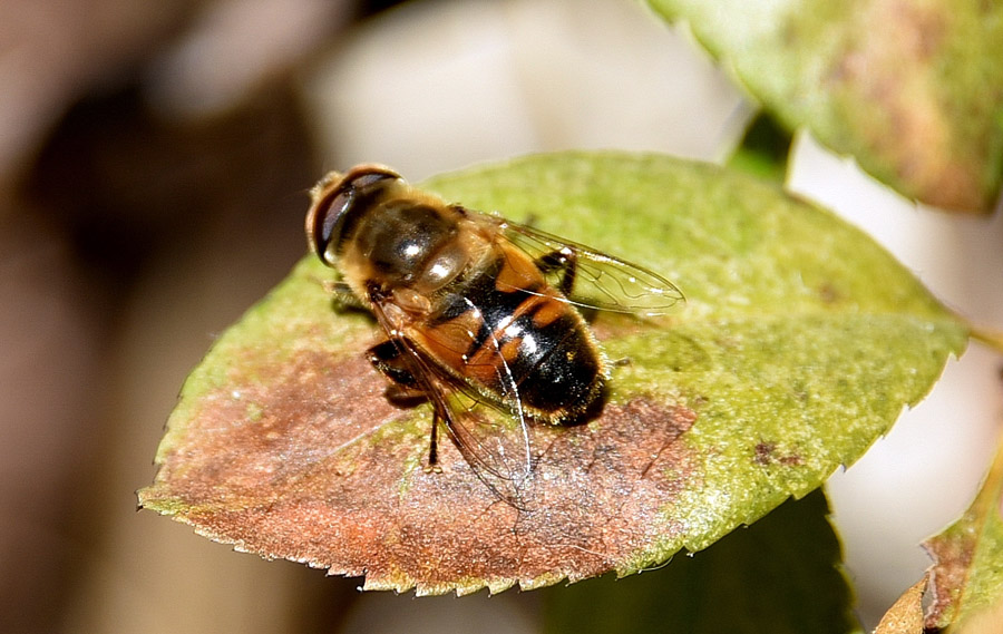 Che Eristalis ?             Eristalis tenax, maschio