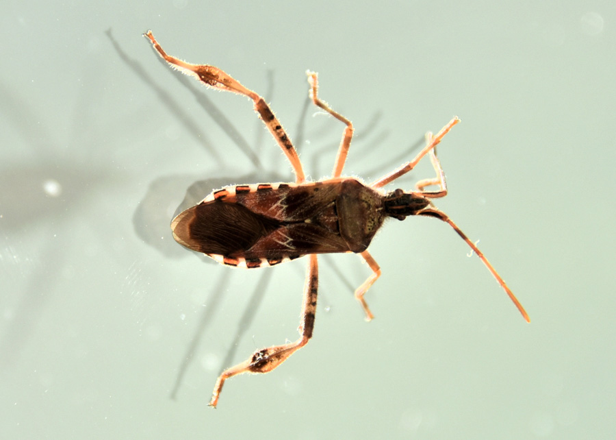 Coreidae:  Leptoglossus occidentalis