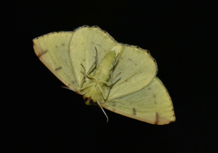 Farfalla da ID - Opisthograptis luteolata, Geometridae