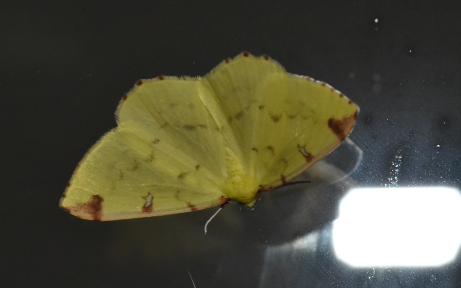 Farfalla da ID - Opisthograptis luteolata, Geometridae