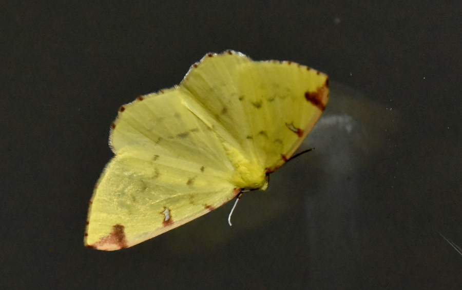 Farfalla da ID - Opisthograptis luteolata, Geometridae