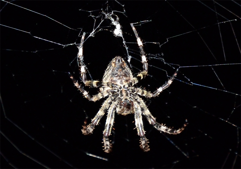 Araneus angulatus - Robilante (CN)