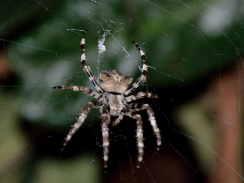 Araneus angulatus - Robilante (CN)