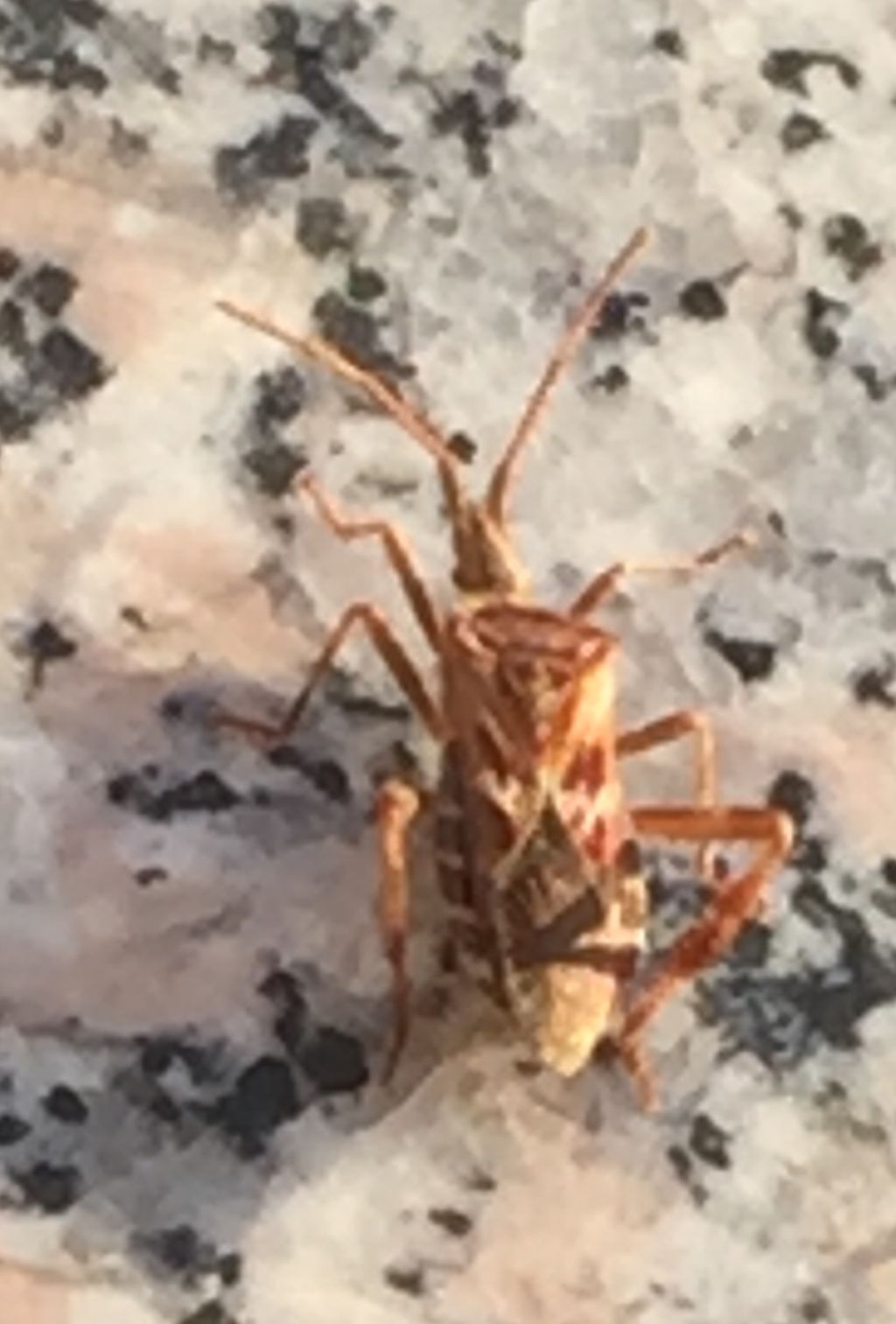 Coreidae: Leptoglossus occidentalis